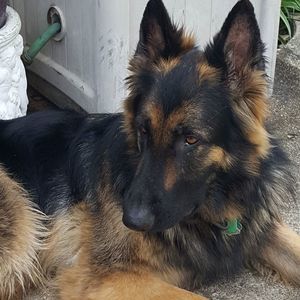 Meet your Posher, Thomas